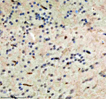 Immunohistochemical analysis of Hdac1 protein using Zebrafish Hdac1 antibody and paraffin-embedded z