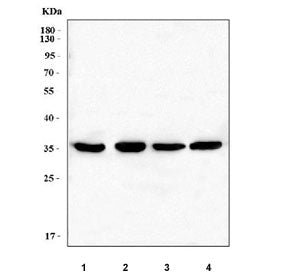 Western blot testing of 1) rat liver, 2) rat RH35, 3) mouse liver and 4) mouse NIH 3T3 cell lysate w