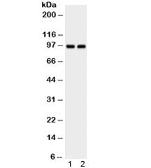 Aryl Hydrocarbon Receptor Antibody / AHR