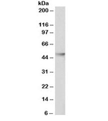 Western blot testing of Jurkat nuclear lysate with HDAC3 antibody at 0.1ug/ml. Predicted molecular w