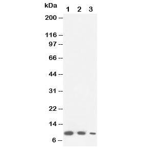 Lymphotactin Antibody