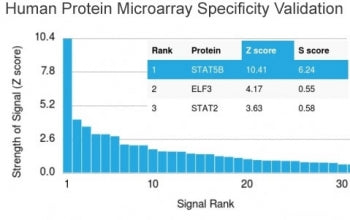 STAT5b Antibody