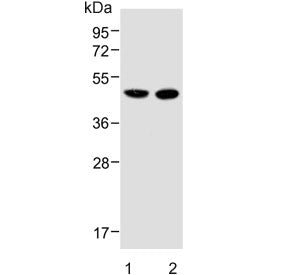 Western blot testing of human 1) liver and 2) U-2 OS lysate with METTL4 antibody. Predicted molecula