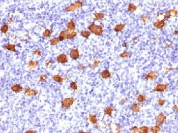 CD30 Antibody