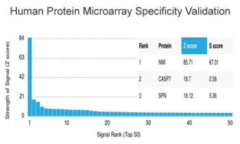 Analysis of HuProt(TM) microarray containing more than 19,000 full-length human proteins using N-Myc