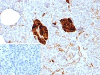 IHC staining of FFPE human pancreas tissue with NSE antibody (clone ENO/8614R). Inset: PBS used in p