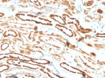 IHC staining of FFPE human kidney with recombinant EPO antibody (clone EPO/3793R). HIER: boil tissue