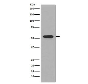 Western blot testing of human ThP-1 cell lysate with CD4 antibody. Expected molecular weight: 50-55 
