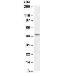 Western blot testing of human ileum lysate with TEAD2 antibody at 1ug/ml. Predicted molecular weight