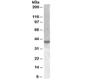 Western blot testing of nuclear HeLa lysate with XBP1 antibody at 1ug/ml. Predicted molecular weight
