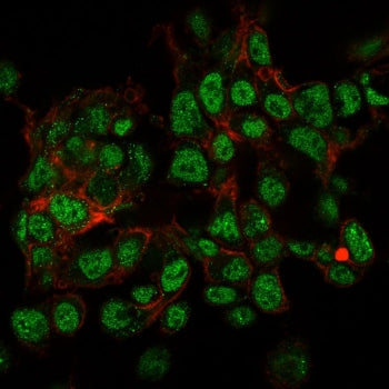 Immunofluorescent testing of PFA-fixed human HepG2 cells with SUMO2/3 antibody (green, clone SPM572)
