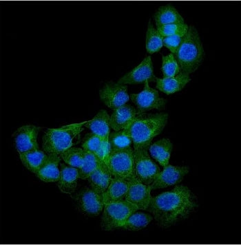 Immunofluorescent staining of FFPE human A431 cells with SDC1 antibody (green) and DAPI nuclear stai