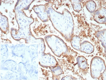 IHC staining of FFPE human placental tissue with B7-H1 antibody (clone PDL1/8809R). Inset: PBS used 