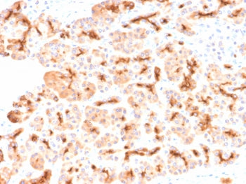IHC testing of FFPE human pancreas with recombinant CFTR antibody (clone CFTR/2290R). HIER: boil tis