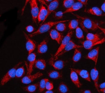 Immunofluorescent staining of FFPE human HeLa cells with SLC38A9 antibody (red) and DAPI nuclear sta
