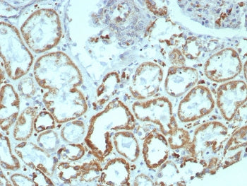 IHC staining of FFPE human kidney tissue with MR1 antibody (clone MR1/7577). HIER: boil tissue secti