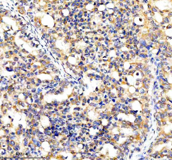 Immunohistochemical staining of CYP7B1 using anti-CYP7B1 antibody. CYP7B1 was detected in a paraffin