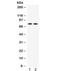 MDM4 Antibody / MDMX