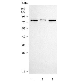 TM9SF2 Antibody / Transmembrane 9 superfamily member 2