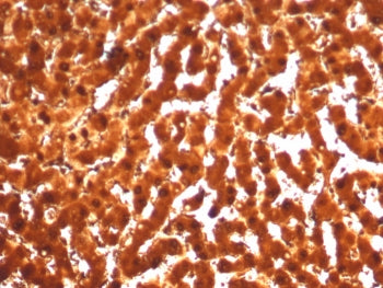 IHC staining of FFPE human liver tissue with ARG1 antibody (clone ARG1/7514R). HIER: boil tissue sec