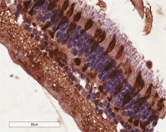 IHC testing of FFPE human retina with Arrestin 3 antibody at 4ug/ml. HIER: steamed with pH6 citrate 
