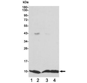 Western blot testing of 1) monkey COS7, 2) human MCF7, 3) human HCT116 and 4) human A549 cell lysate