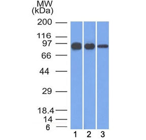 Beta Catenin Antibody