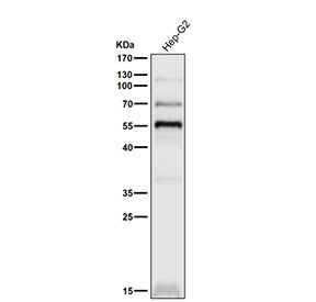 Human HepG2 cell lysate western blot tested with the PPAR gamma antibody at 1:3000 dilution for 1 ho