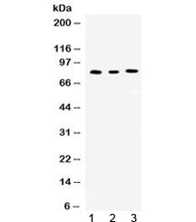Cyclin T1 Antibody