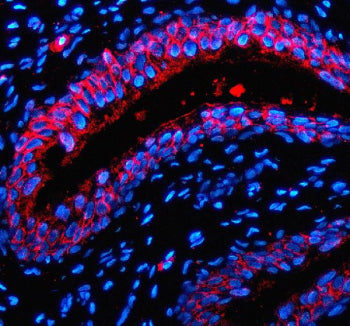 Immunofluorescent staining of P2RX1 using anti-P2RX1 antibody (red). P2RX1 was detected in a paraffi