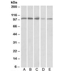 SIDT1 Antibody