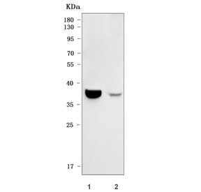 Opticin Antibody / OPTC