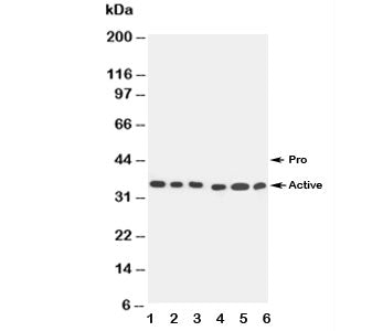 Caspase-9 Antibody