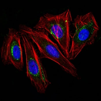Immunofluorescence testing of human HeLa cells with CD63 antibody (green, clone NKI/C3). F-actin fil
