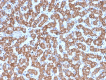 IHC testing of FFPE human liver tissue with Prohibitin antibody (clone PHB/3227). Required HIER: boi
