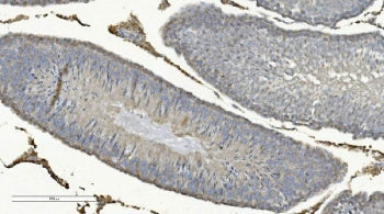 IHC staining of FFPE rat testis with Cox8a antibody. HIER: boil tissue sections in pH8 EDTA for 20 min and allow to cool before testing.