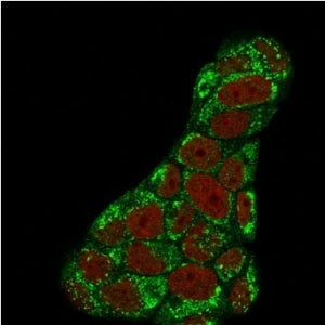 Immunofluorescent staining of PFA-fixed human MCF7 cells with TOP1MT antibody (clone TOP1MT/488, gre