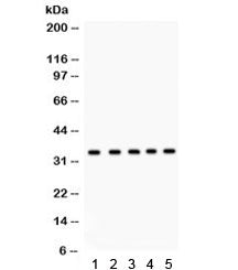 EBAG9 Antibody