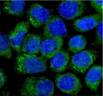 Immunofluorescent staining of FFPE human A431 cells with CCN3 antibody (green) and DAPI nuclear stai