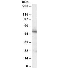 Western blot testing of human pancreas lysate with PDX1 antibody at 1ug/ml. Predicted molecular weig