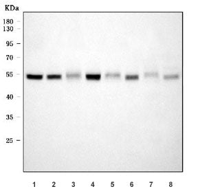 XIAP Antibody