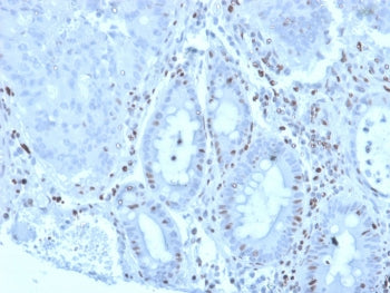MZF1 Antibody / Myeloid zinc finger 1