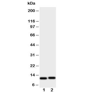 Western blot testing of GRO alpha antibody and human samples: 1) HeLa and 2) Jurkat cell lysate. Pre
