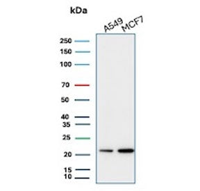 Western blot testing of human A549 and MCF7 cell lysate with recombinant Bax antibody (clone rBAX/96
