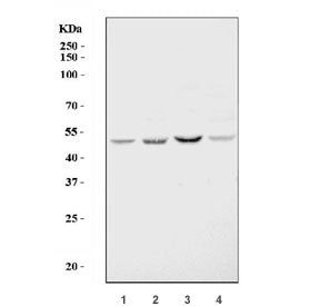 Western blot testing of 1) rat testis, 2) rat kidney, 3) mouse testis and 4) mouse kidney tissue lys