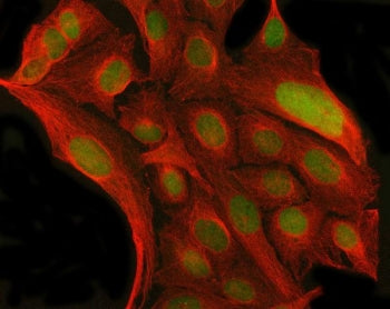 Immunofluorescent staining of FFPE human U-2 OS cells with Myoneurin antibody (green) and Beta Tubul