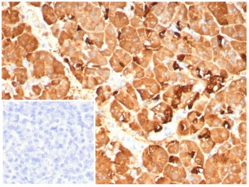 IHC staining of FFPE human pancreas tissue with Pancreatic triacylglycerol lipase antibody (clone PN