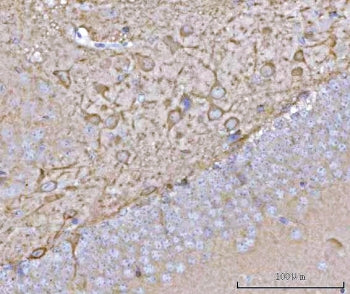 NECAB1 Antibody / N-terminal EF-hand calcium binding protein 1