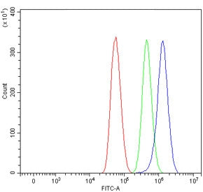 SARDH Antibody / Sarcosine dehydrogenase