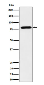 Western blot analysis of PRMT7 expression in human HeLa cell lysate. Predicted molecular weight ~78 